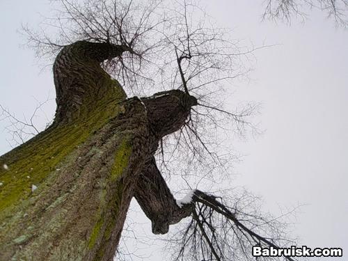 страшное дерево