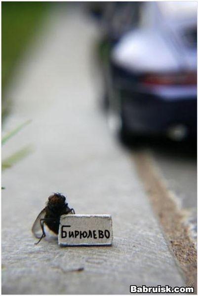 бирюлево
