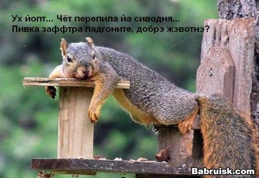 пяни белко