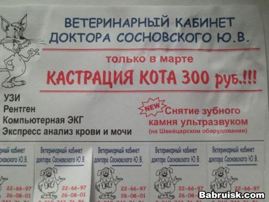 коты,март