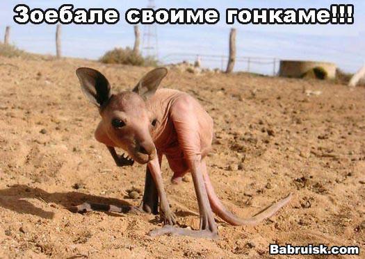 детеныш кунгуру