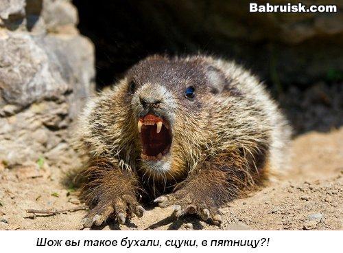 ПОХмельная белка