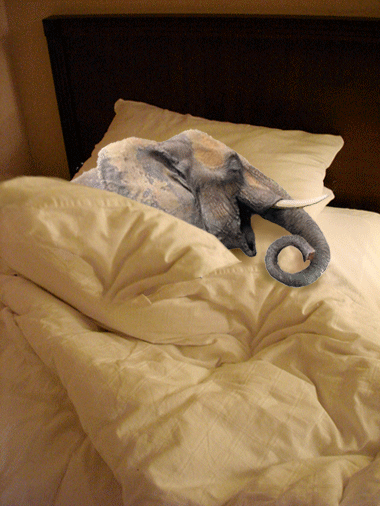 elephant