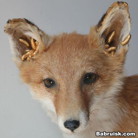 fox