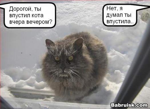 снежный кот