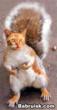 котлета