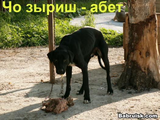 собачий обед
