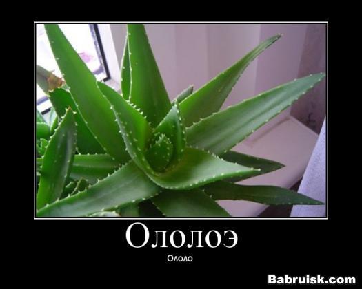 столетник алоэ