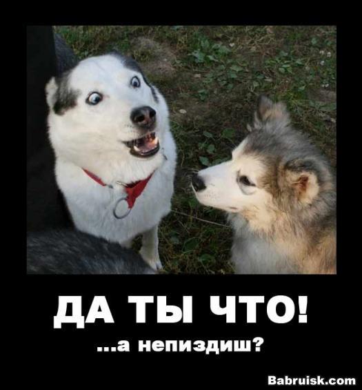 хаски