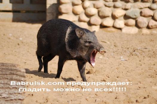 секс со свиньями