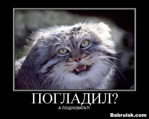 манул, сука...