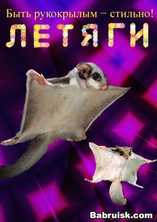 стляги и летяги
