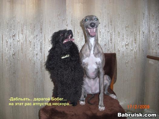 штырит