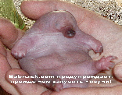 закуска
