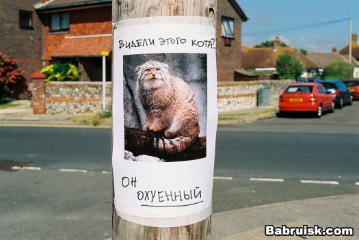 погладь манула