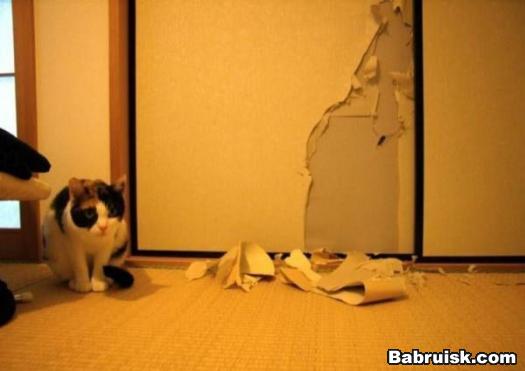 cat