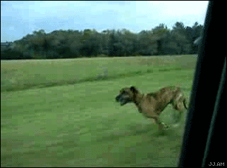 dog_jumps_carwindow