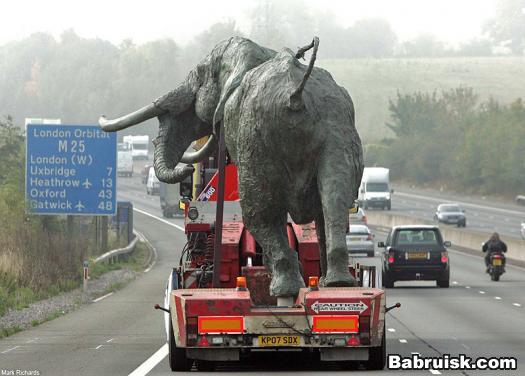 elephant