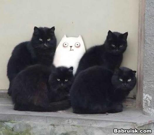 черные коты
