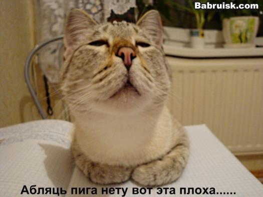 пьяный кот