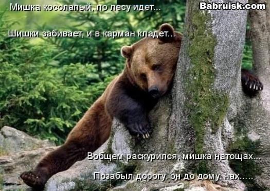 медведь и наркотики