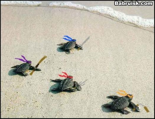 teenage ninja mutant turtles