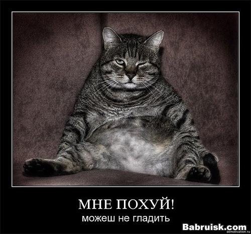 толстый кот