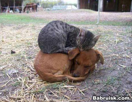 собачка спит с кошечкой. и никаких гадостей!