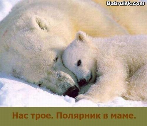 белые медведи