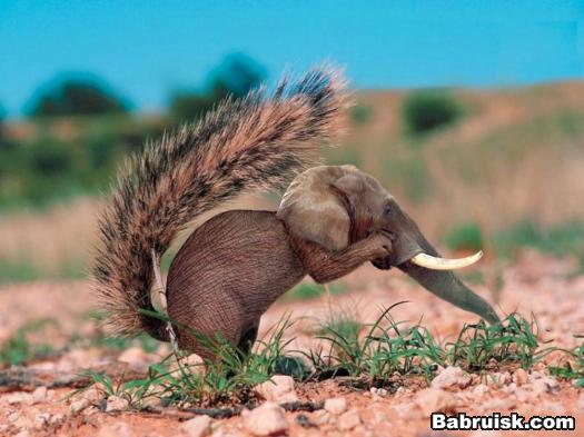 squirrel-elephant