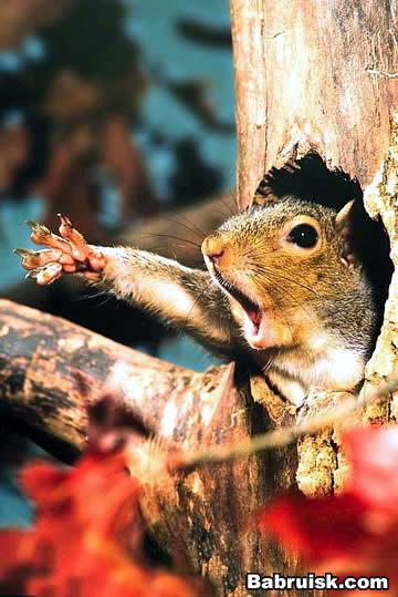 squirrel