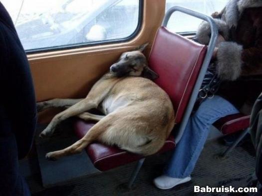 собака в автобусе