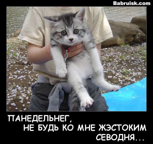 утренняя шаурма