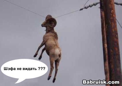 Де шэфъ....