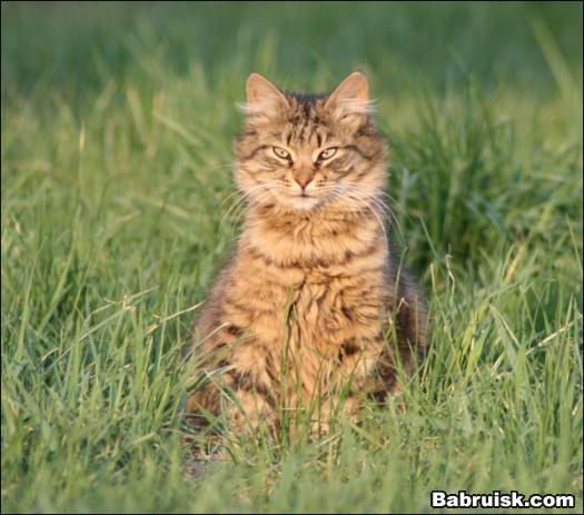 котики