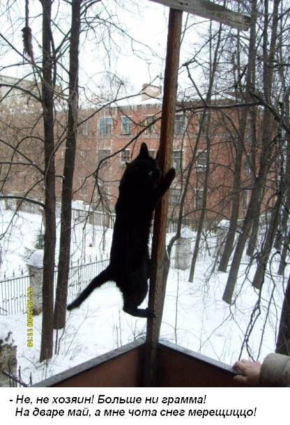 catcat