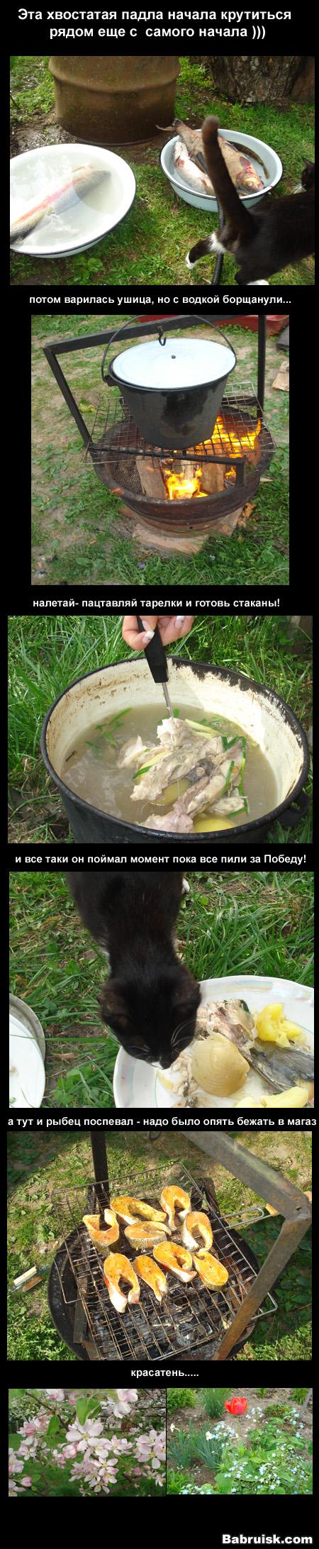 уха с петуха