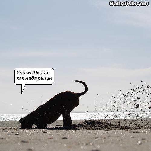 dig