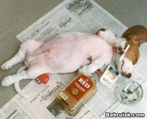 drunk-dog
