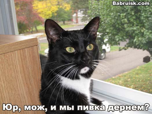 американский пивной кот