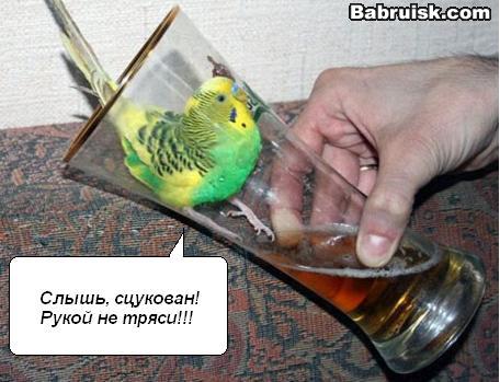 papuga