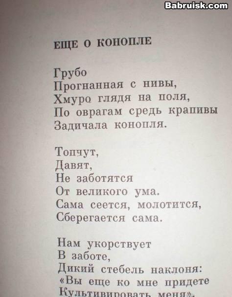 как вырастить коноплю в домашних условиях в бабруйске не знают
