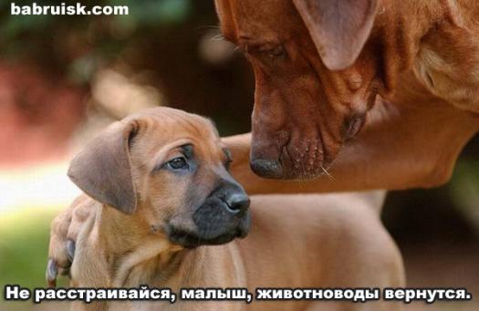 отличные съедобные псы!