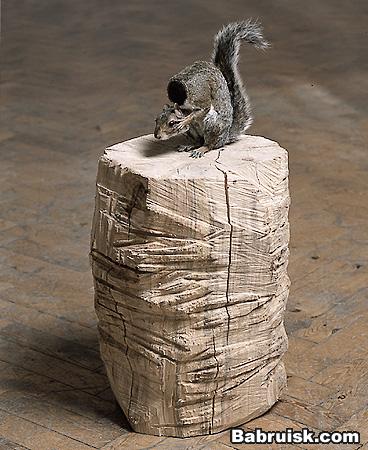 squirrel