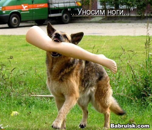 оторвали Боне лапу. Как приготовить рульку