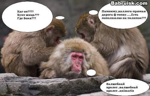 проктология для животных