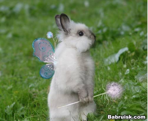 bunnybunny