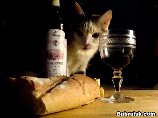 cat