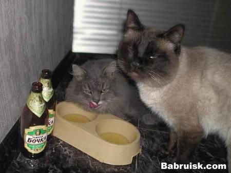 пьяные в жопу коты