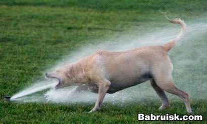 dogdrink